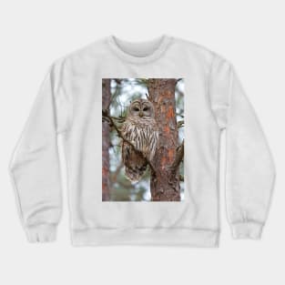 Barred Owl Crewneck Sweatshirt